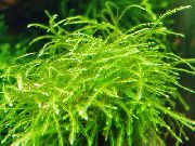 aquarium plant Mini Taiwan Moss Isopterygium sp. 