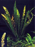 Aponogeton Elongatus Vert Plante