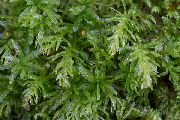 žalias  Hart Liežuvis Samanos Čiobrelių (Plagiomnium undulatum) nuotrauka