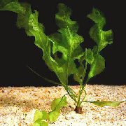 πράσινος  Συμπαγής Aponogeton (Aponogeton ulvaceus) φωτογραφία