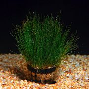 žalias  Nykštukė Plaukų Žolė (Eleocharis parvula) nuotrauka