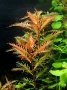 aquarium plant Mermaid Weed Proserpinaca palustris 