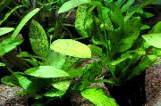 žalias  Echinodorus Ozelot Žalia (Echinodorus Ozelot Green) nuotrauka