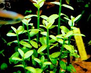 მწვანე  Bacopa Madagascariensis  ფოტო