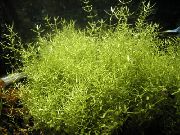aquarium plant Microcarpaea minima Microcarpaea minima 
