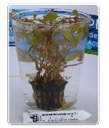 aquarium plant Alternanthera-ocipus Alternanthera ocipus 