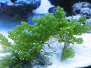 aquarium plant Grape Caulerpa Caulerpa racemosa 