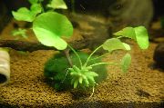 roheline  Banaan Tehase (Nymphoides aquatica) foto