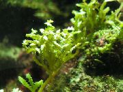 aquarium plant Serrated green seaweed Caulerpa serrulata 