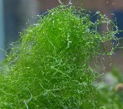 aquarium plant Spaghetti algae (Green Hair Algae) Chaetomorpha 