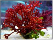 aquarium plant Red algae Rhodophyta  