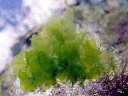 žalias  Jūros Salotos (Ulva lactuca) nuotrauka