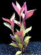 Alternathera Lilacina raudonas augalas