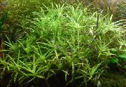 žalias  Stargrass (Heteranthera zosterifolia) nuotrauka