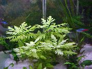 aquarium plant Water wisteria Hygrophila difformis 