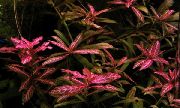 Dværg Hygrophila rød Plante