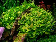 aquarium plant Chinese ivy, Japanese cress Cardamine lyrata 