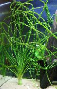 aquarium plant Cameroon crinum Crinum calamistratum 