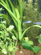 žalias  Svogūnai Augalų, Svogūnai Vandens (Crinum thaianum) nuotrauka