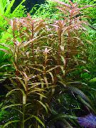 чырванаваты  Амане Вытанчаная (Ammannia gracilis) фота