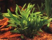 aquarium plant Cryptocoryne willisii Cryptocoryne nevillii, Cryptocoryne willisii 