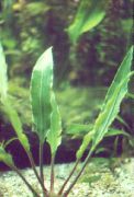 Cryptocoryne Orzęsiona žalias augalas