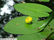 žalias  Geltona Lelija Tvenkinys (Nuphar lutea) nuotrauka