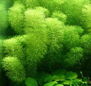 Limnophila Aquatica žalias augalas