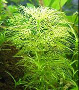 aquarium plant Limnophila indica Limnophila indica 