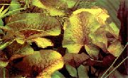 Dauben Der Waterlily Rot Pflanze