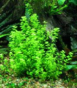 Micranthemum Umbrosum žalias augalas