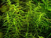 Vandens Gyvatvorių žalias augalas