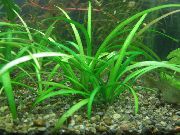 aquarium plant Dwarf sagittaria Sagittaria subulata 