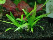 aquarium plant Sagittaria platyphylla Sagittaria platyphylla 