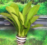 Sagittaria Eatoni žalias augalas