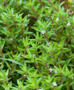 Vandens Crassula žalias augalas