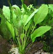 aquarium plant Broadleaved Amazon Sword  Echinodorus bleheri 