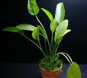 Echinodorus Aschersonianus žalias augalas