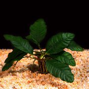 მწვანე  Anubias Coffeefolia (Anubias barteri var. Coffeefolia) ფოტო