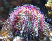 Bicoloured Sea Urchin (Red Sea Urchin) зелена