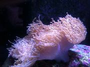 taškuotas Nuostabi Sea Anemone (Heteractis magnifica) nuotrauka