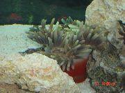pilkas Nuostabi Sea Anemone (Heteractis magnifica) nuotrauka