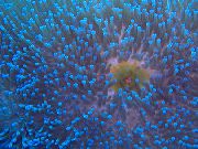skaidrus Nuostabi Sea Anemone (Heteractis magnifica) nuotrauka