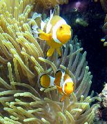 geltonas Nuostabi Sea Anemone (Heteractis magnifica) nuotrauka