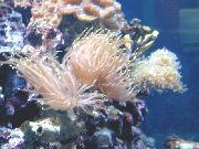 Magnificent Sea Anemone светло плава