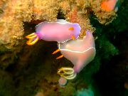 Roze Nudibranchia gevlekt