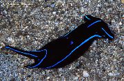 Veludo Azul Nudibranch preto