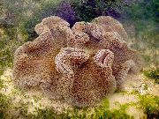 коричневий Актиния Килимова Гігантська (Stichodactyla gigantea) фото