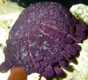 Helm Urchin lila