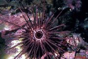 Urchin Farraige Snáthaid Spined corcra